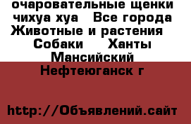 очаровательные щенки чихуа-хуа - Все города Животные и растения » Собаки   . Ханты-Мансийский,Нефтеюганск г.